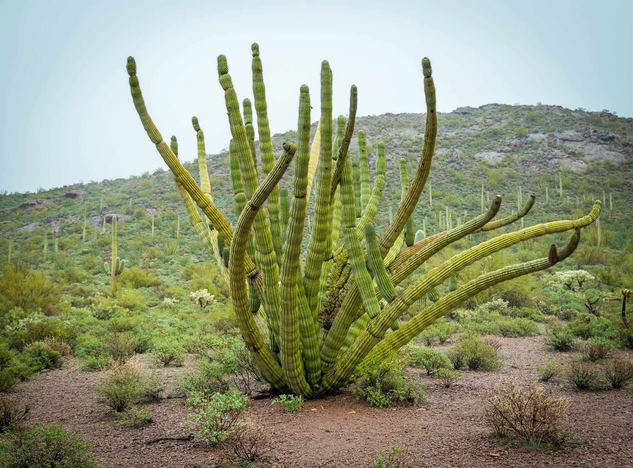 Organ Pipe Cactus National Monument | Adventurous Way