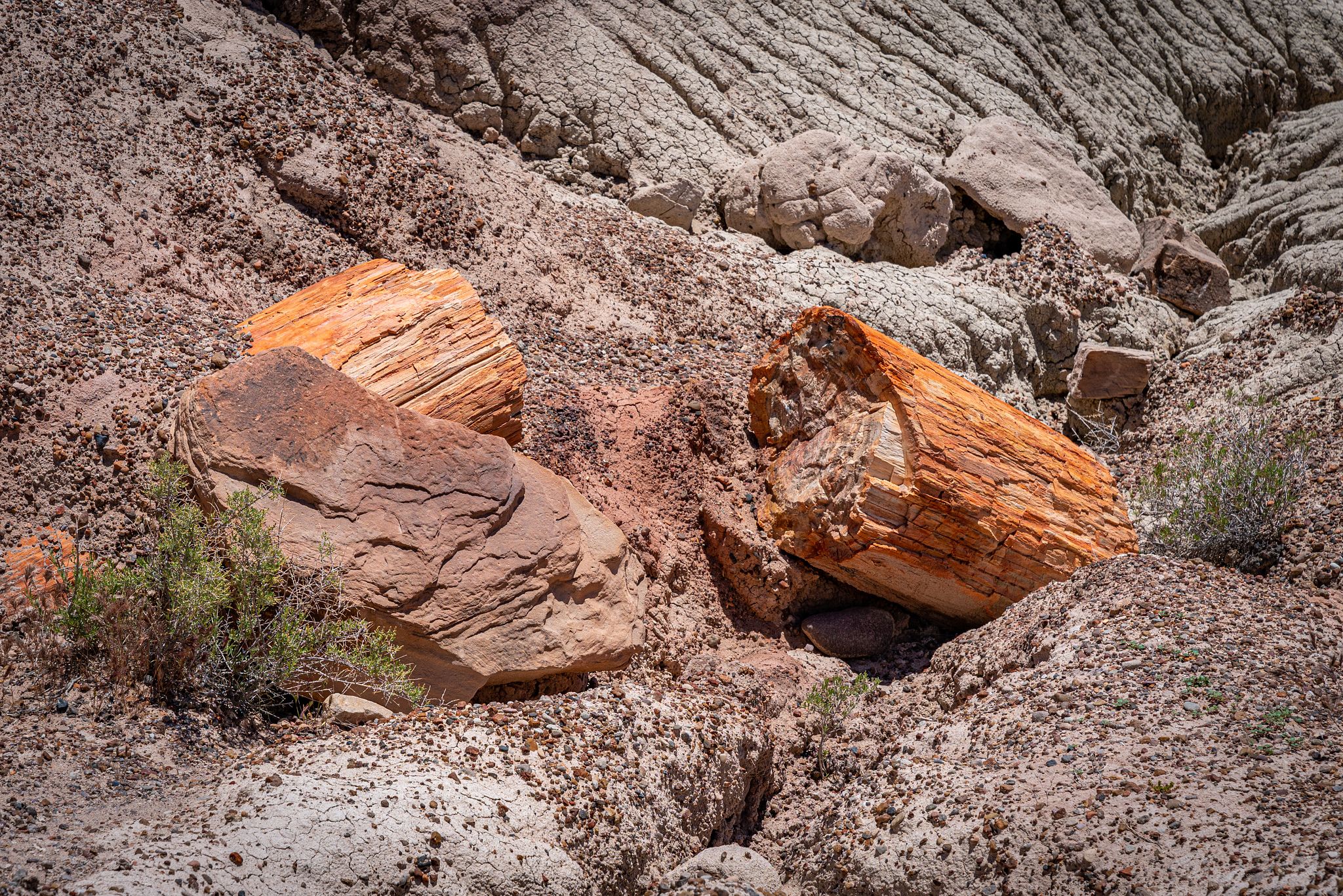 Petrified Wood Pedestal