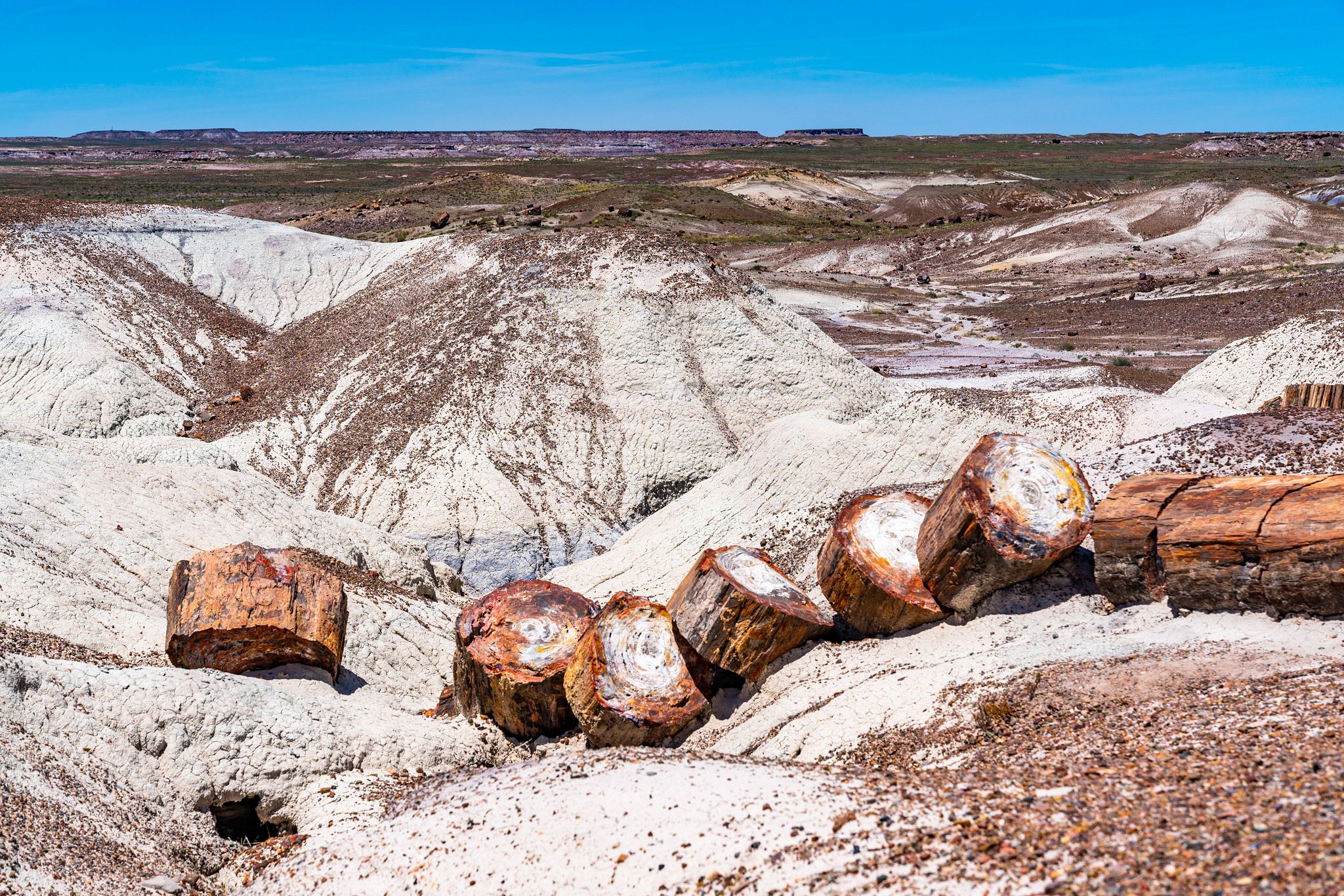 Petrified forest national park где находится