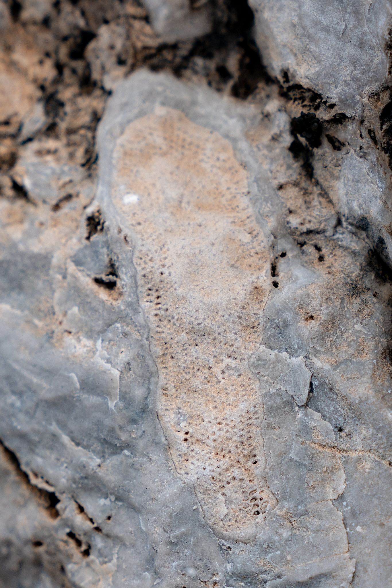 Fossilized Sponges