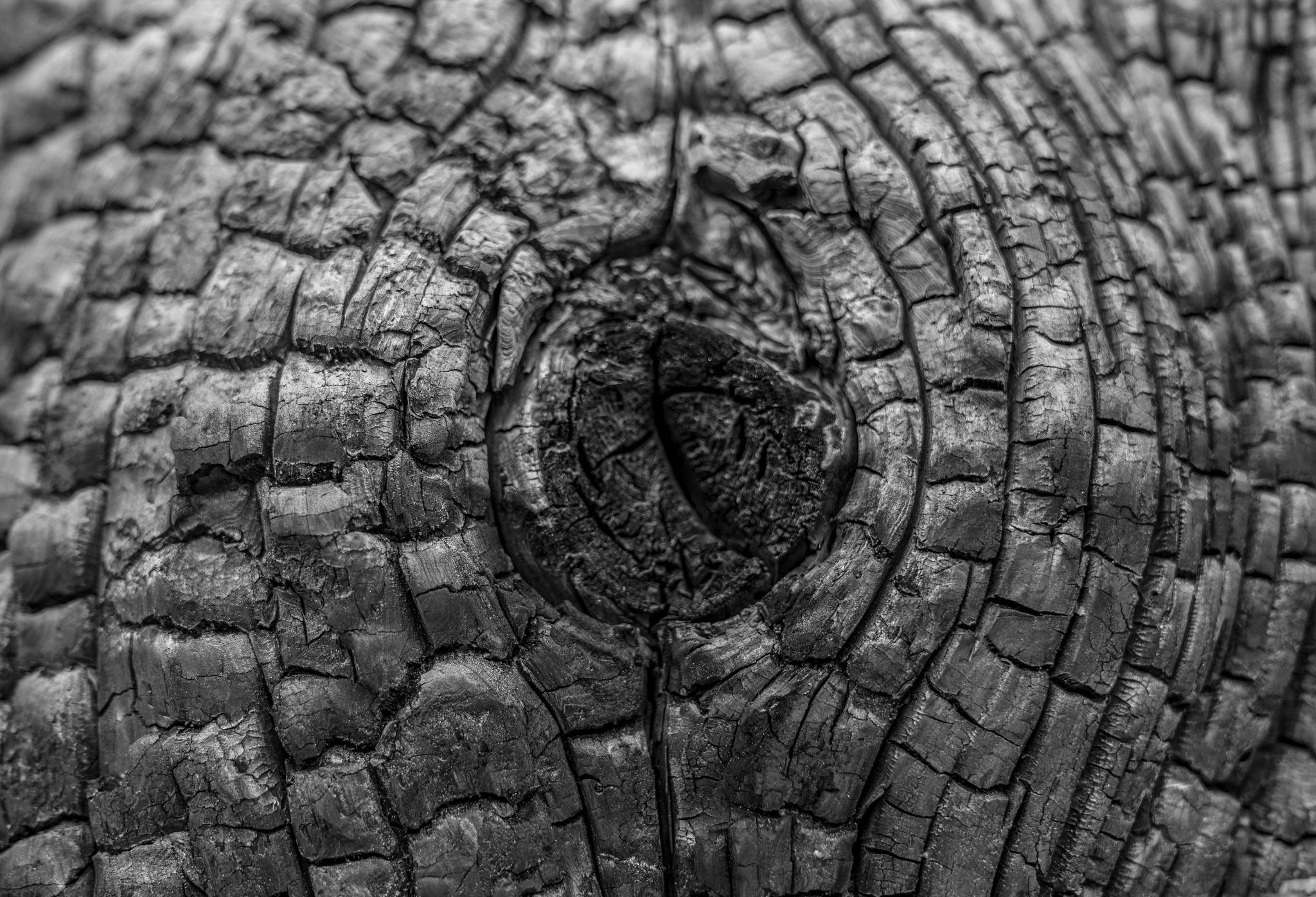 Scarred Tree, Chiricahua National Monument