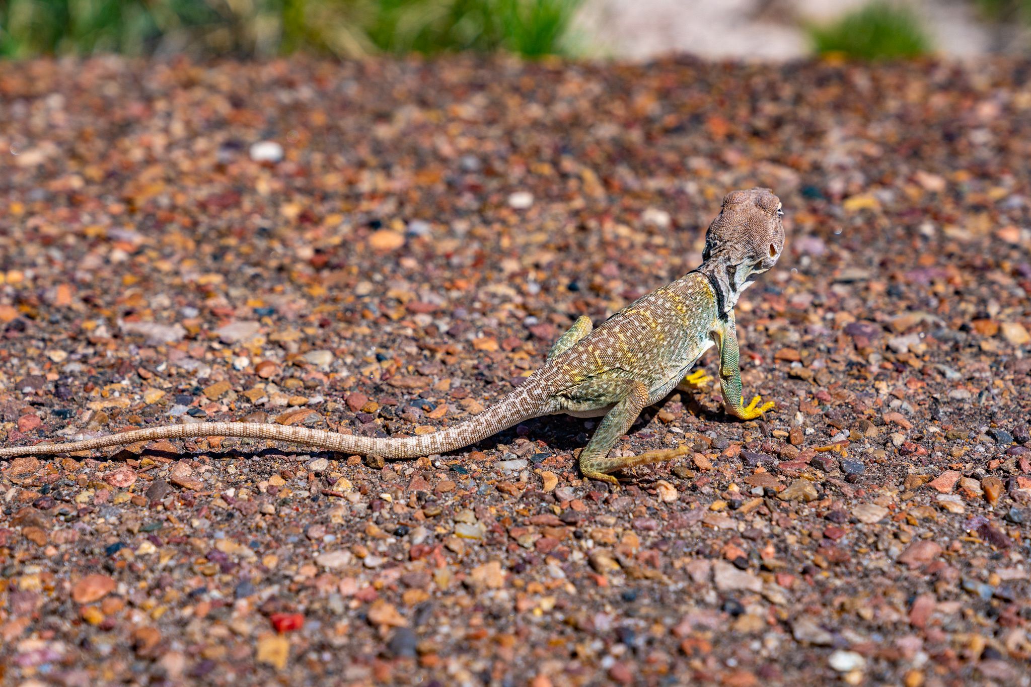 Petrified Forest Lizard