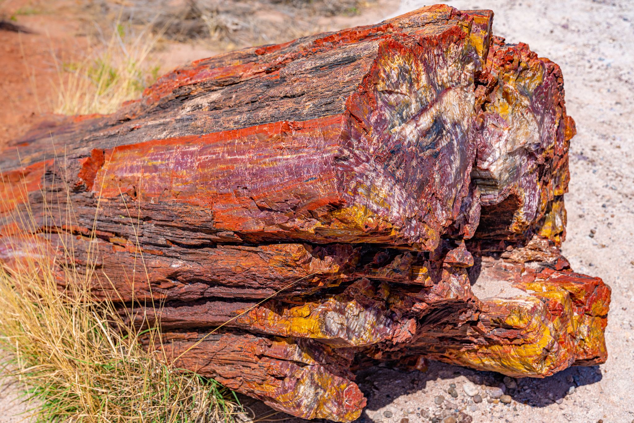 Petrified Wood Colors