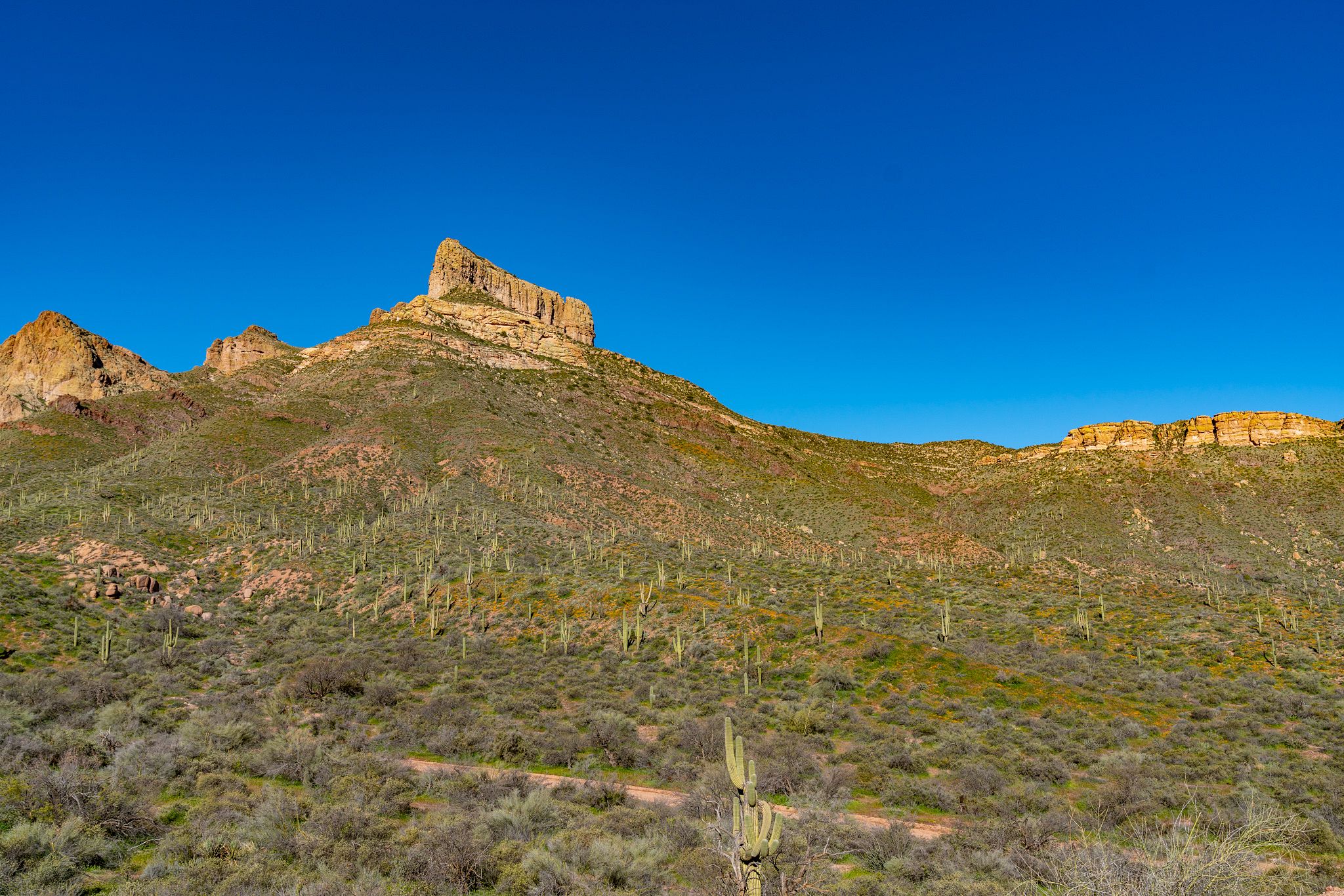 Saguaro Cacti