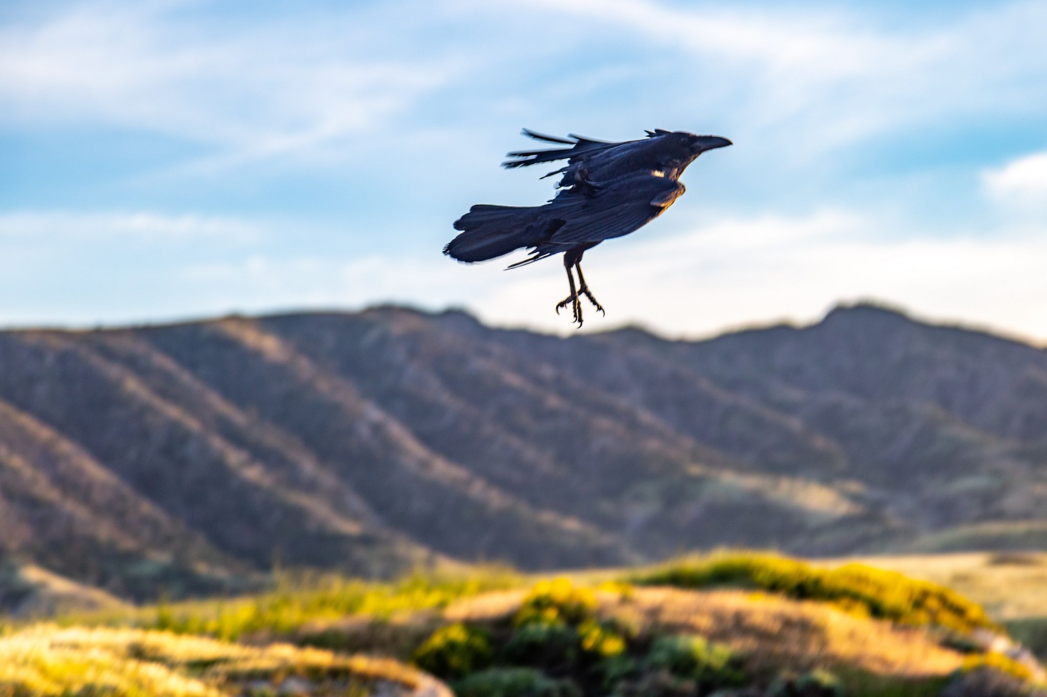 Birds flying in the wind