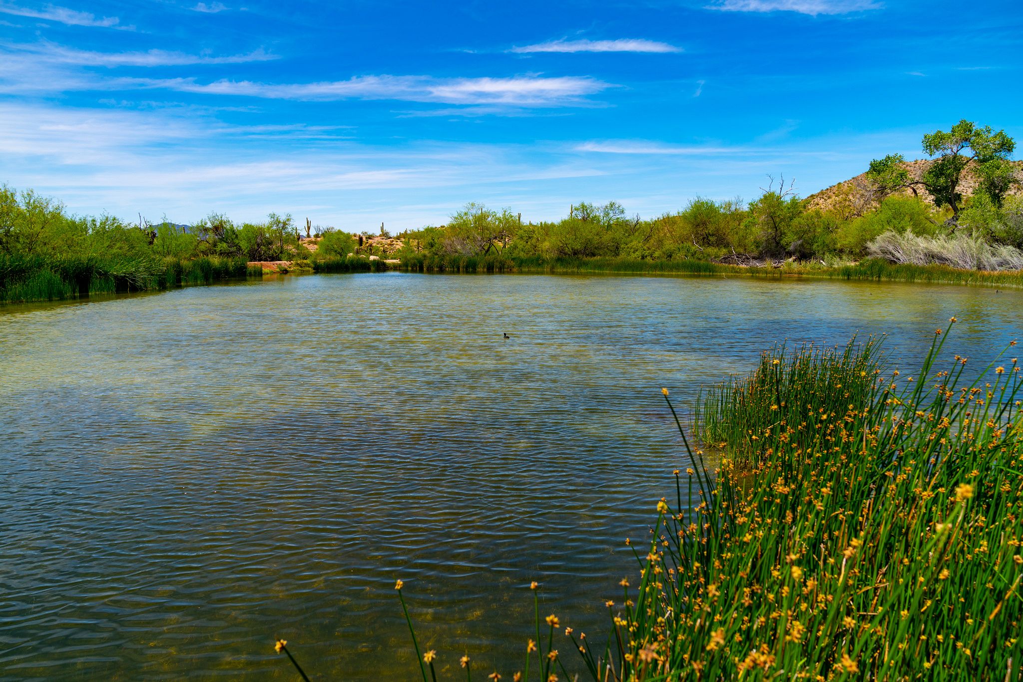Quitobaquito Springs