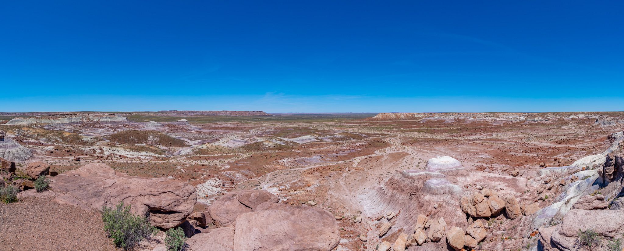 Crystal Forest Panorama